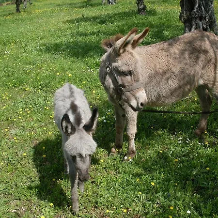La Fattoria Di Maria Donata Cugnoli